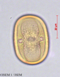 Vicia andicola - lame n° 29093